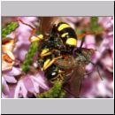 Mellinus arvensis - Kotwespe w26c mit Tanzfliege beim Laehmungsstich - OS-Hollage.jpg